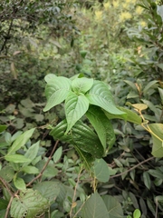Mussaenda shikokiana