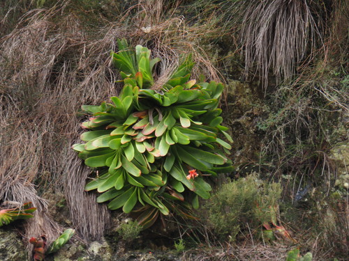 Kumara haemanthifolia