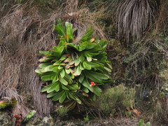 Kumara haemanthifolia