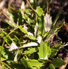 Hermas quinquedentata