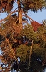 Dacrydium cupressinum