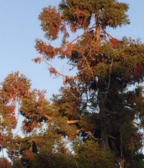 Dacrydium cupressinum