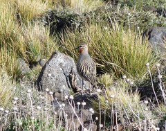 Oreopholus ruficollis