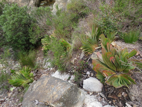 Image of Kumara haemanthifolia by (c) Jeremy Gilmore, some rights reserved (CC BY)