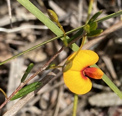 Euchilopsis linearis