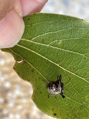 Alcimocoris japonensis