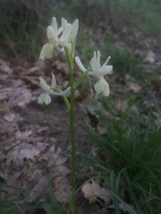 Orchis provincialis