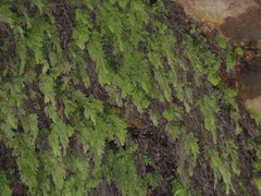 Hymenophyllum capense