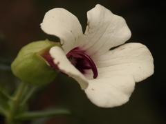 Melasma scabrum scabrum