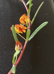 Euchilopsis linearis