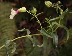 Melasma scabrum scabrum