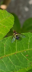 Bactrocera neohumeralis