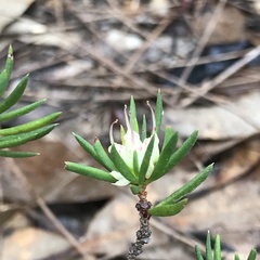 Darwinia diminuta