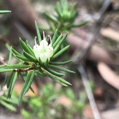Darwinia diminuta