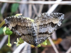 Xanthorhoe abrasaria