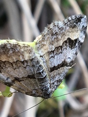 Xanthorhoe abrasaria