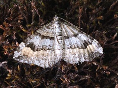 Xanthorhoe abrasaria