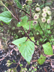 Baeodromus eupatorii