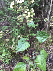 Baeodromus eupatorii