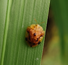 Laccoptera nepalensis