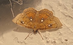 Cacographis osteolalis