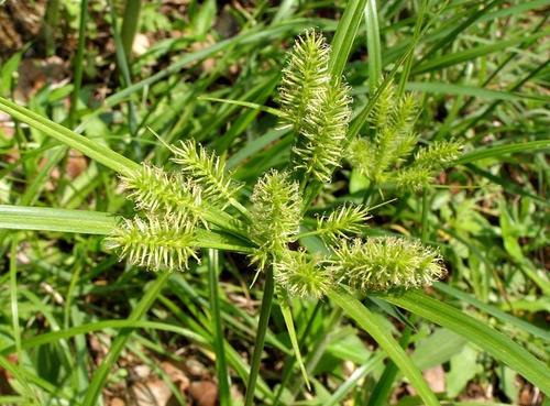 Mariscus sumatrensis image