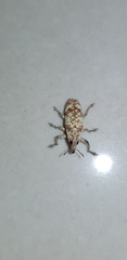 Hypolixus pica