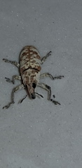 Hypolixus pica