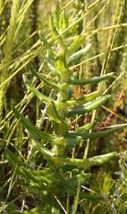 Senecio coleophyllus
