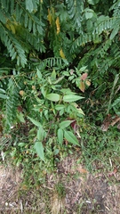 Bidens frondosa