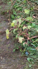 Xanthium orientale