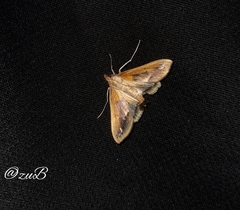 Diaphania fumosalis