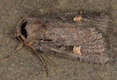 Adelphagrotis indeterminata