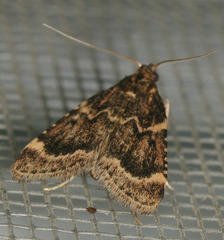 Aglossa cacamica
