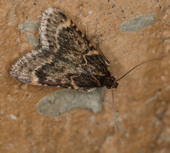 Aglossa cacamica