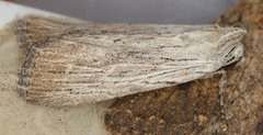 Catabena lineolata