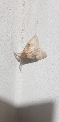 Ocneria lapidicola