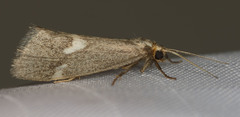 Cisthene liberomacula