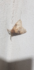 Ocneria lapidicola