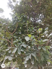 Madhuca longifolia