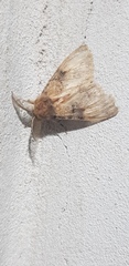 Ocneria lapidicola