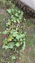 Xanthium orientale