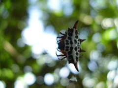 Gasteracantha thomasinsulae