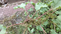 Xanthium orientale
