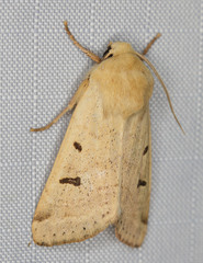 Dichagyris variabilis