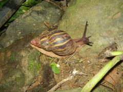 Archachatina marginata