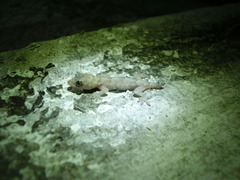 Hemidactylus mabouia