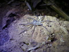 Araneae