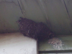 Apus affinis bannermani