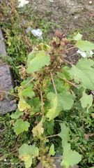 Xanthium orientale